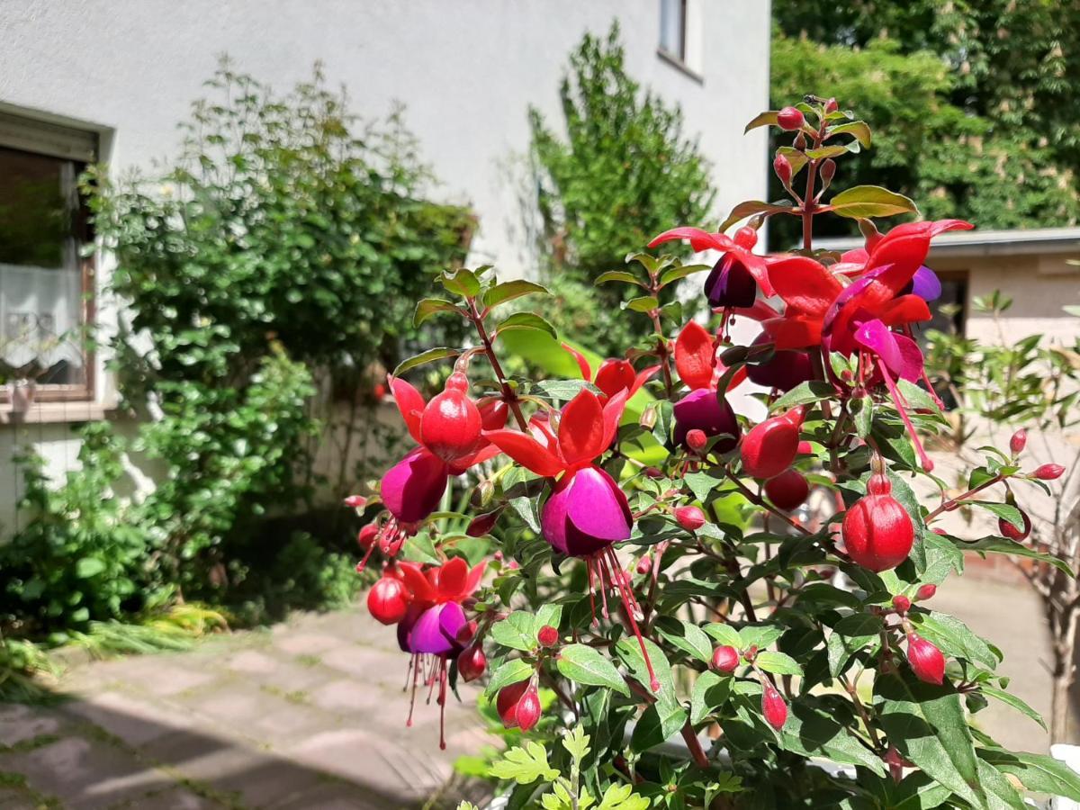 Fewo Rosenbluete Am Stadtpark Wittenberg Екстериор снимка